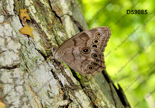 Northern Pearly-eye (Lethe anthedon)